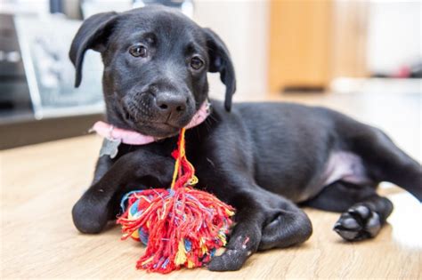 Extraordinary puppy born with six legs finds loving new home | Metro News