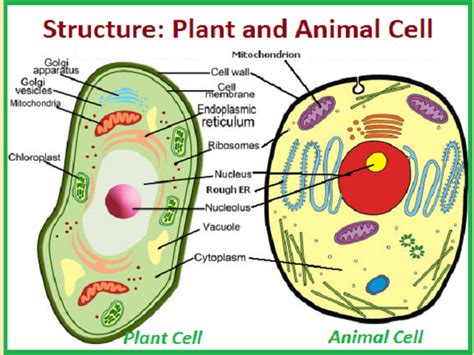 Top 194 + Common structure of plant and animal cells ...