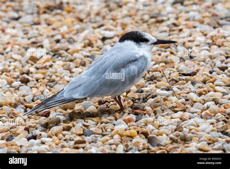 Common tern (Sterna hirundo) in non-breeding plumage on shingle beach in late summer Stock Photo ...