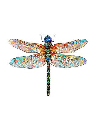 Dragonfly Drawings for Sale - Pixels