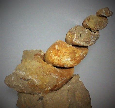 Gastropod Fossil Shell - 13 cm - Catawiki