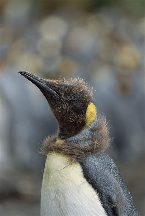 King Penguin Chick Molting Macquarie Isl Photograph by Konrad Wothe - Fine Art America