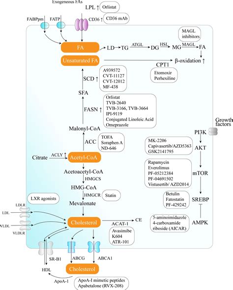 Lipid Metabolism Pathway