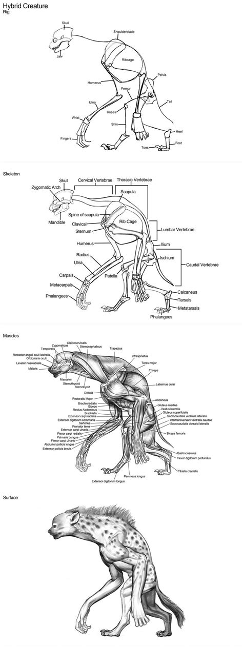 Creature Anatomy - Human Hyena Hybrid by daitengu on DeviantArt 3d Anatomy, Anatomy Drawing ...