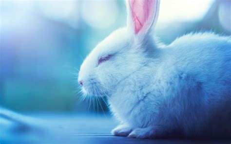 Cute Bunnies 4k Wallpapers - Wallpaper Cave