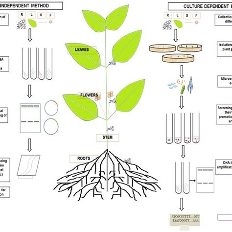 Isolation of fungal endophytes from different plant parts such as root,... | Download Scientific ...