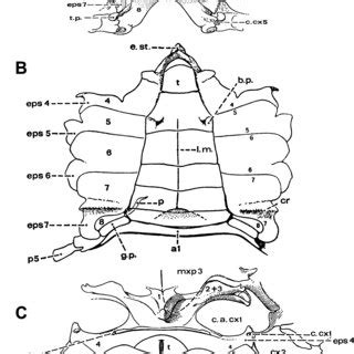 (PDF) Davie, P.J.F., Guinot, D. & Ng, P.K.L. (2015a) Anatomy and functional morphology of ...