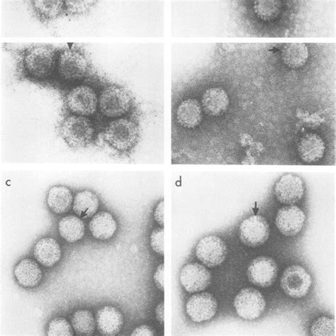 Capsomer structure of reovirus type 1 (a, b), or reovirus type 3 (c ...