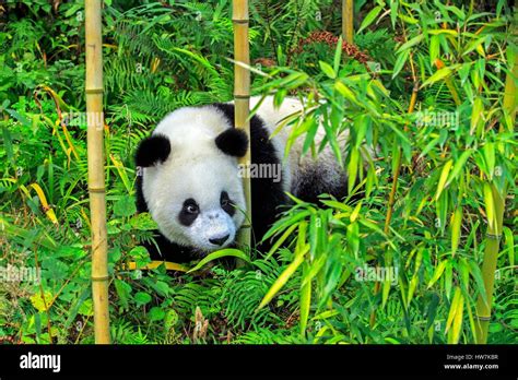 China Sichuan province Chengdu Research Base of Giant Panda Breeding or Chengdu Panda Base Giant ...