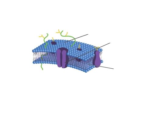 Lipid Molecules - Phospholipids Quiz