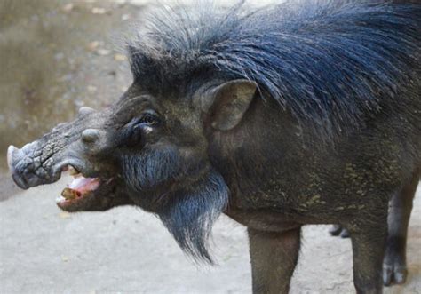 Philippine warty pig, an ecological engineer | Jonathan L. Mayuga