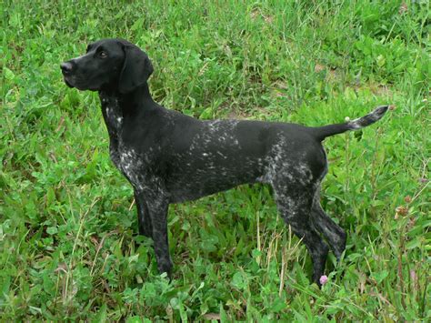 German Shorthaired Pointer Info, Temperament, Life Span, Puppies and Pictures