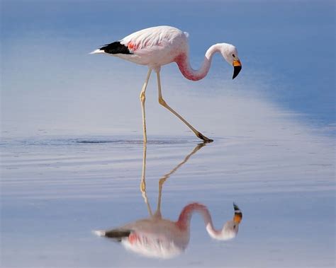 500px / Andean Flamingo by mireksbirds | Pet birds, Flamingo, Bird girl