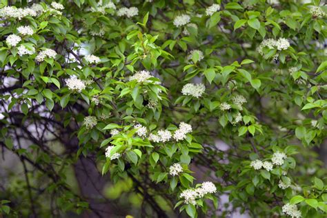 Blackhaw Viburnum: Plant Care & Growing Guide