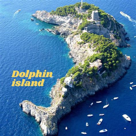 Dolphin island