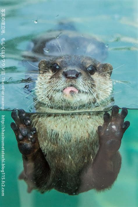 Otter Gets Up Close for a Photo — The Daily Otter | รูปสัตว์น่ารัก, รูป ...