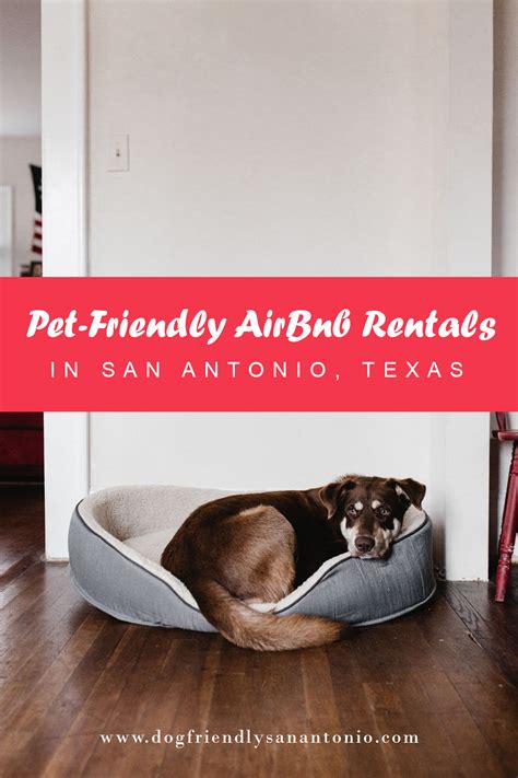 The 8 Best Pet-Friendly AirBnb Rentals in San Antonio, Texas in 2020 ...