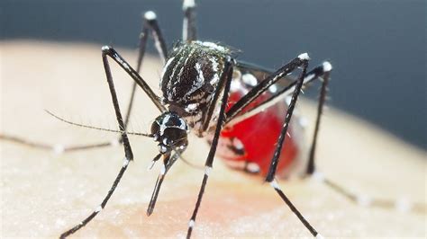 How dengue-carrying mosquitoes evolve to become resistant to insecticides - Hindustan Times