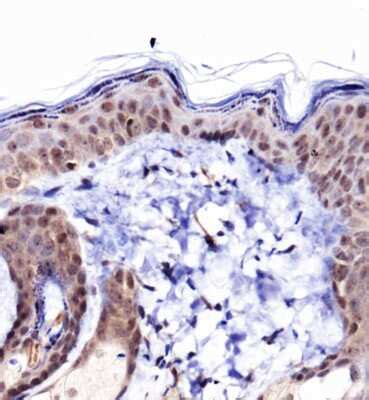 Collagen I alpha 1 Antibody - BSA Free (NBP1-77458): Novus Biologicals