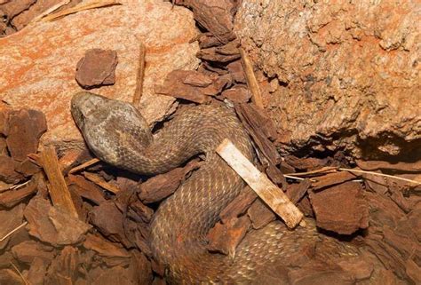 Common death adder - Alchetron, The Free Social Encyclopedia