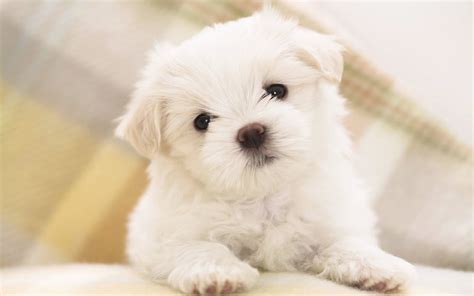 White Fluffy Puppy - Mystery Wallpaper