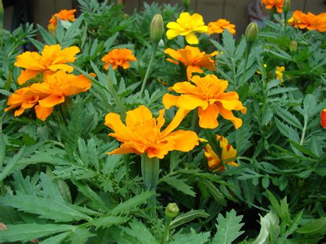 Mexican marigold (Tagetes erecta) | Feedipedia