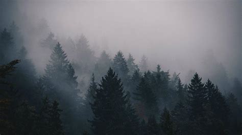 Fog Forest Mountain Photography Wallpapers - Wallpaper Cave