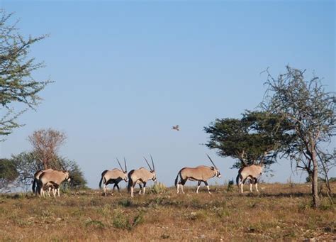 Okonjima Game Reserve (Waterberg Plateau Park) - 2018 All You Need to Know Before You Go (with ...