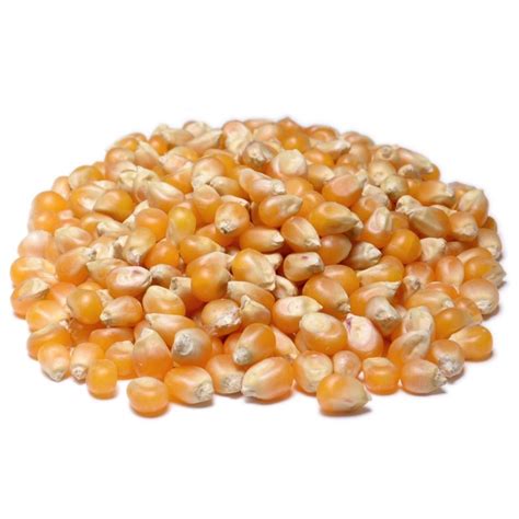 Yellow Popcorn | Bulkfoods.com