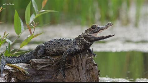 The difference between alligators and caimans - YouTube