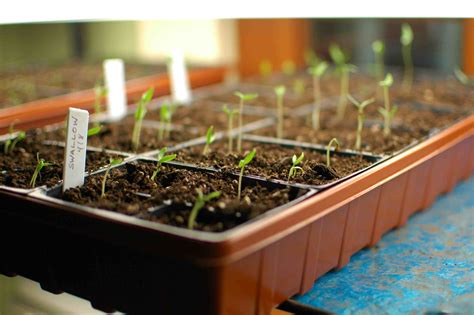 Tips for Growing Tomato Plants From Seed