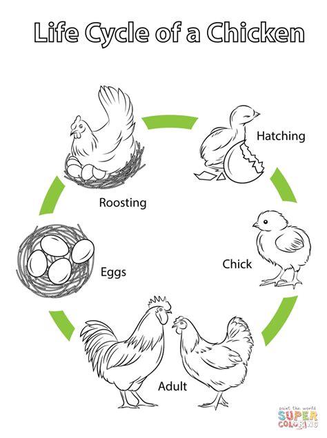 Life Cycle Of A Chicken Coloring Page