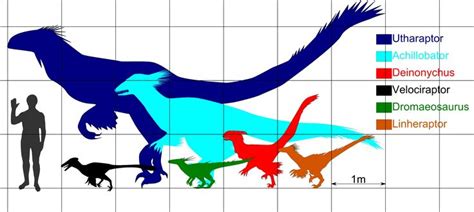 Size comparison Dromaeosaurs | Paleontology, Megafauna, Science and nature