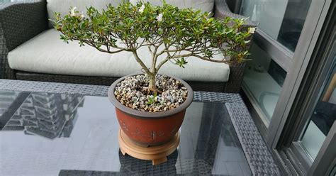 Round Bonsai Display Table by vancity.exe | Download free STL model | Printables.com