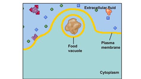 Endocytosis And Exocytosis Animation