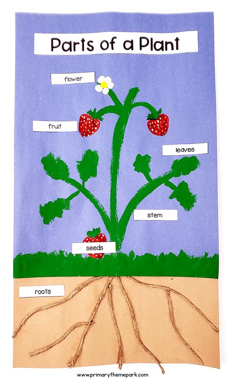 Parts of a Plant Craft | Parts of a plant, Plant activities, Plant crafts