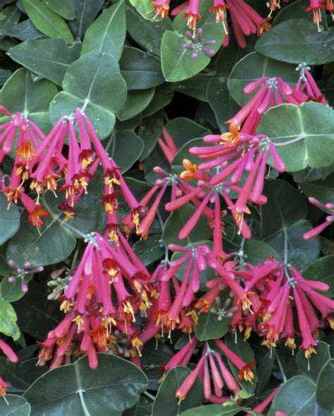 Lonicera sempervirens 'Major Wheeler'