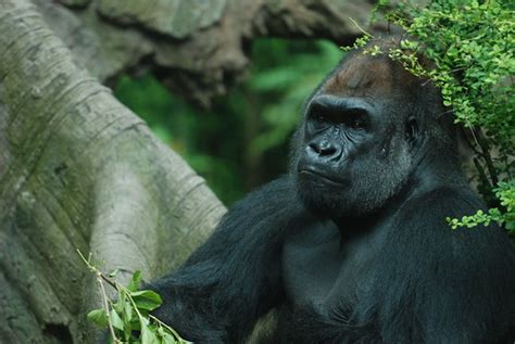 Gorillas @ The Bronx Zoo | Tammy Lo | Flickr