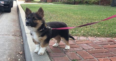 The Corgi German Shepherd Mix: A Surprisingly Adorable Mix - Tindog ...