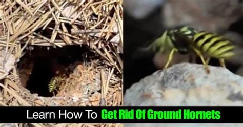 Learn How To Get Rid Of Ground Hornets | Hornet, Garden solutions, Grounds