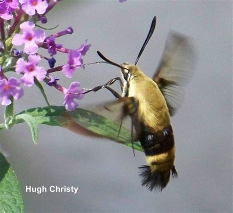 Hummingbird Moth