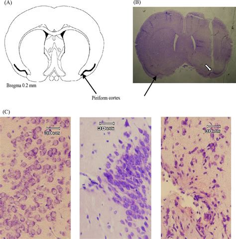 (A) Schematic drawing of coronal plane through the piriform cortex... | Download Scientific Diagram