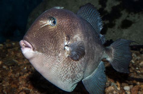 Inshore: Species Profile - Gray Triggerfish - The Fisherman