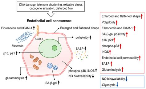 Factors and Pathways Modulating Endothelial Cell Senescence in Vascular Aging