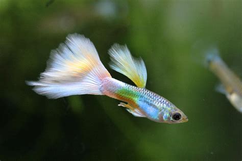 Guppy Fish Breeding - Time, Care, Chart, Lifespan | Agri Farming