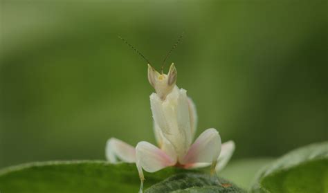 It's an orchid. It's a mantis. It's incredible — and deadly. | The ...