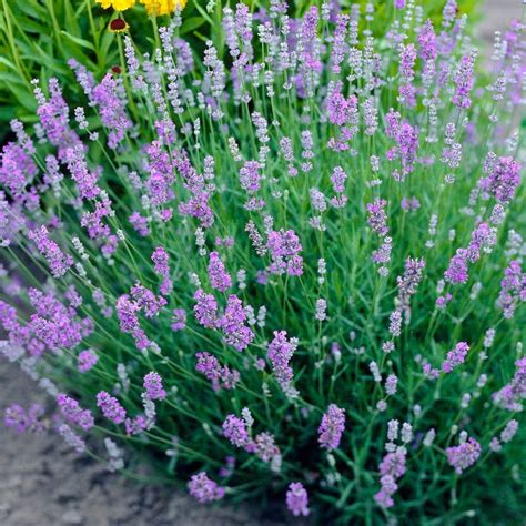 Blue Cushion English Lavender | American Meadows