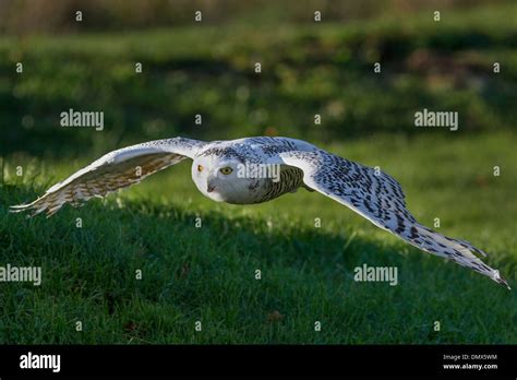 Snowy Owl in flight Stock Photo - Alamy