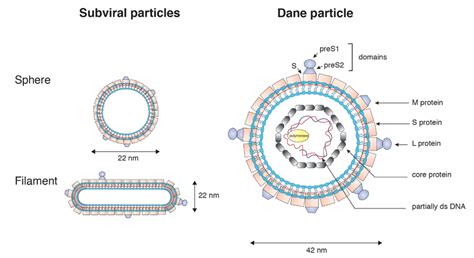 Schematic diagram of hepatitis B virus (HBV) particles. | Download ...