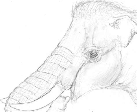 Juvenile Columbian Mammoth by AlfaPachyDerm on DeviantArt